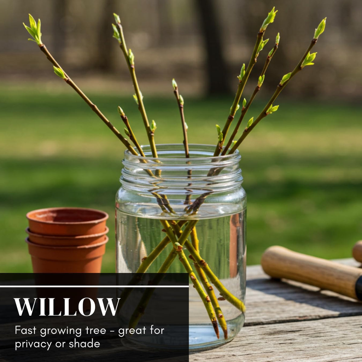 100 Hybrid Willow Trees - Fast Privacy Trees or Shade - Space 1-2 Feet Apart - Austree Willow Grow