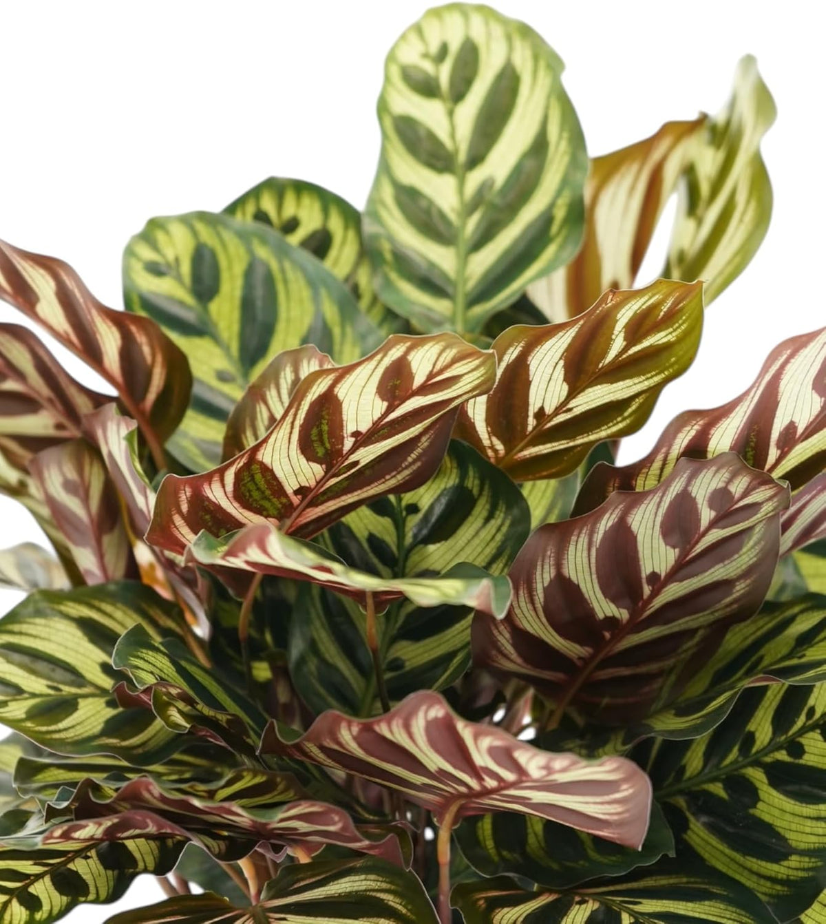 Calathea Peacock Live Plant - Air Purifier and Home Decor | Colorful Indoor Plants Live Houseplant