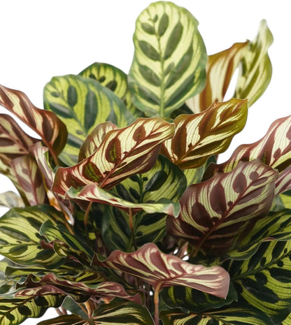 Calathea Peacock Live Plant - Air Purifier and Home Decor | Colorful Indoor Plants Live Houseplant