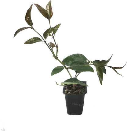 Star Jasmine - 20 Live Plants - Jasminum Nitidum - Fragrant Blooming Evergreen Vine