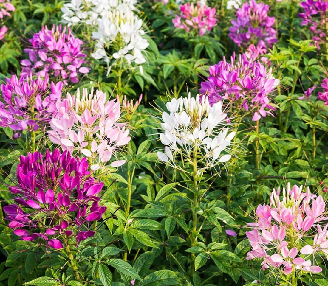 Pure White Cleome - White Queen Spider Plant Seeds - Nectar Flower for Monarch Butterflies - 1000