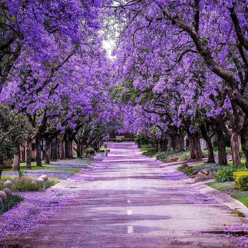 Jacaranda Tree Live Plant, 4 Inch Pot, 6-10 Inch Tall Purple Flowers, Perennial Jacaranda Tree Live