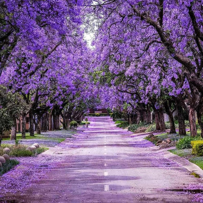 Jacaranda Tree Live Plant, 4 Inch Pot, 6-10 Inch Tall Purple Flowers, Perennial Jacaranda Tree Live