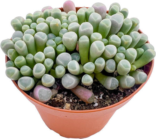 Live Succulents 'Baby Toes' (4-inch), Succulent Plants Fully Rooted in Pots with Soil, Easy-Care