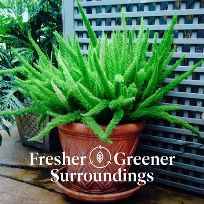 American Plant Exchange Foxtail Fern – 6-Inch Pot – Live Easy Care Tropical Plant with Arching