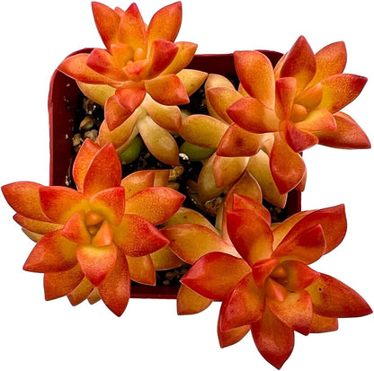 2" Live Succulent 'Sedum adolphii Shooting Stars', Rare Succulent Plants Fully Rooted in Pots
