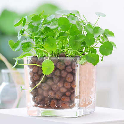 Leca Expanded Clay Pebbles 10LBS Grow Media for Indoor Plants Hydroponic Growing Gardening System
