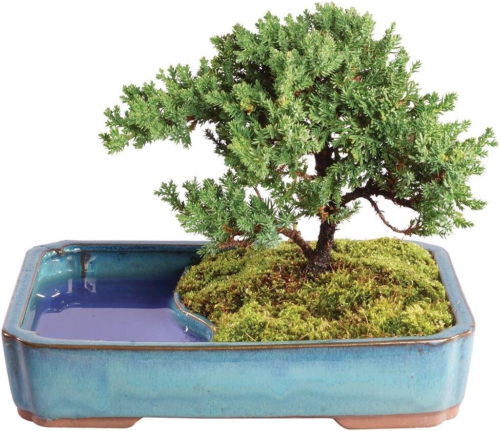 Brussel's Bonsai Live Green Mound Juniper Bonsai Tree - Medium, 5 Year, 6 to 10 Inches - Outdoor