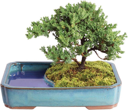 Brussel's Bonsai Live Green Mound Juniper Bonsai Tree - Medium, 5 Year, 6 to 10 Inches - Outdoor
