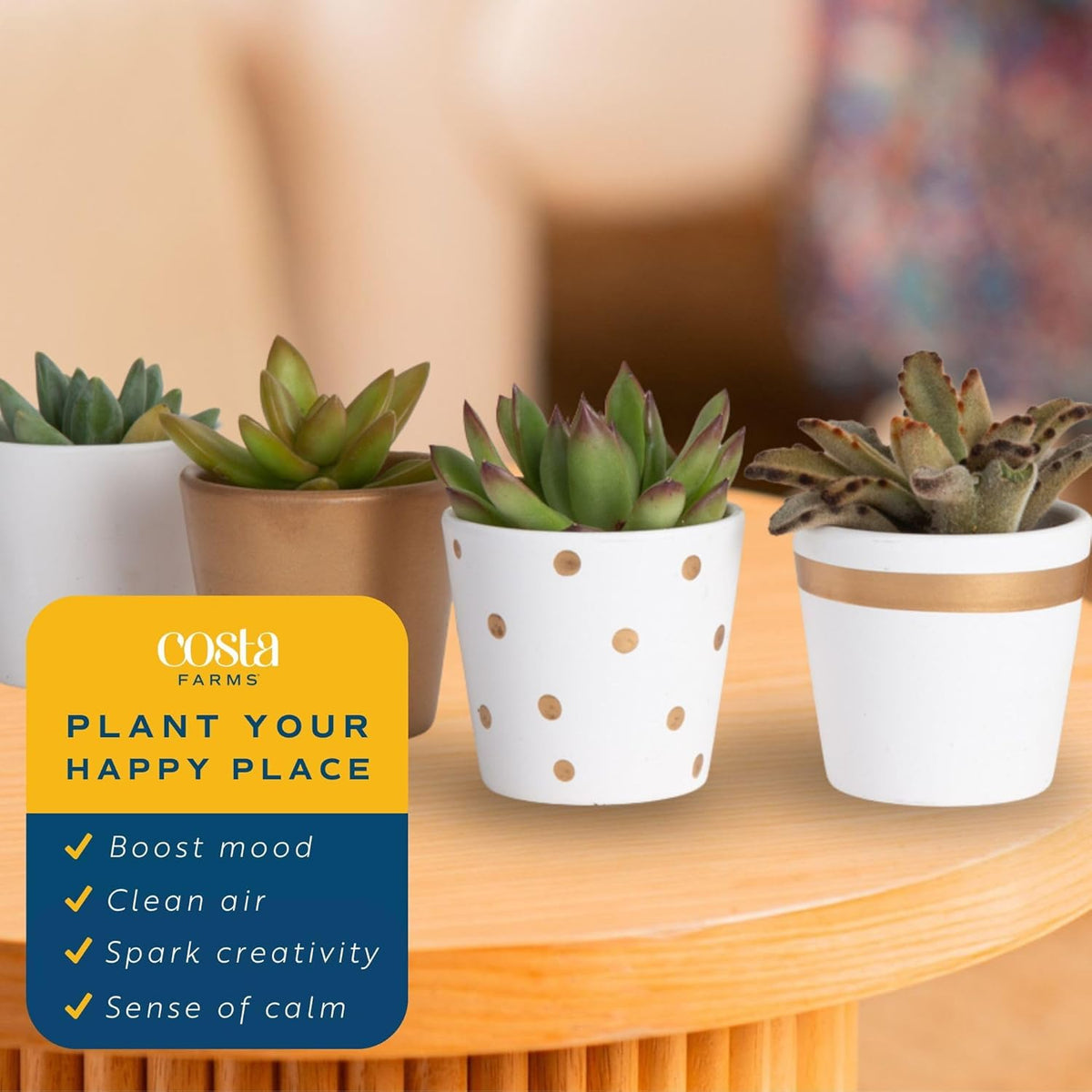 Costa Farms Mini Succulent Live Plants in Decorative Pots, Easy to Maintain Indoor Succulents