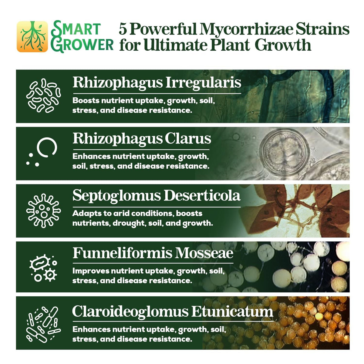 Mycorrhizal Fungi Organic Root Enhancer for Plants, Super Potent 100 Spores Per Gram, 5-Strain