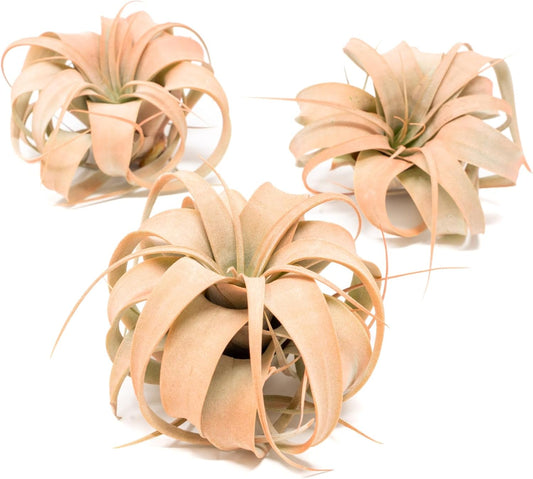 Coral Colorful Tillandsia Air Plants - Long Lasting Color Enhanced Live Tillandsia Succulent House
