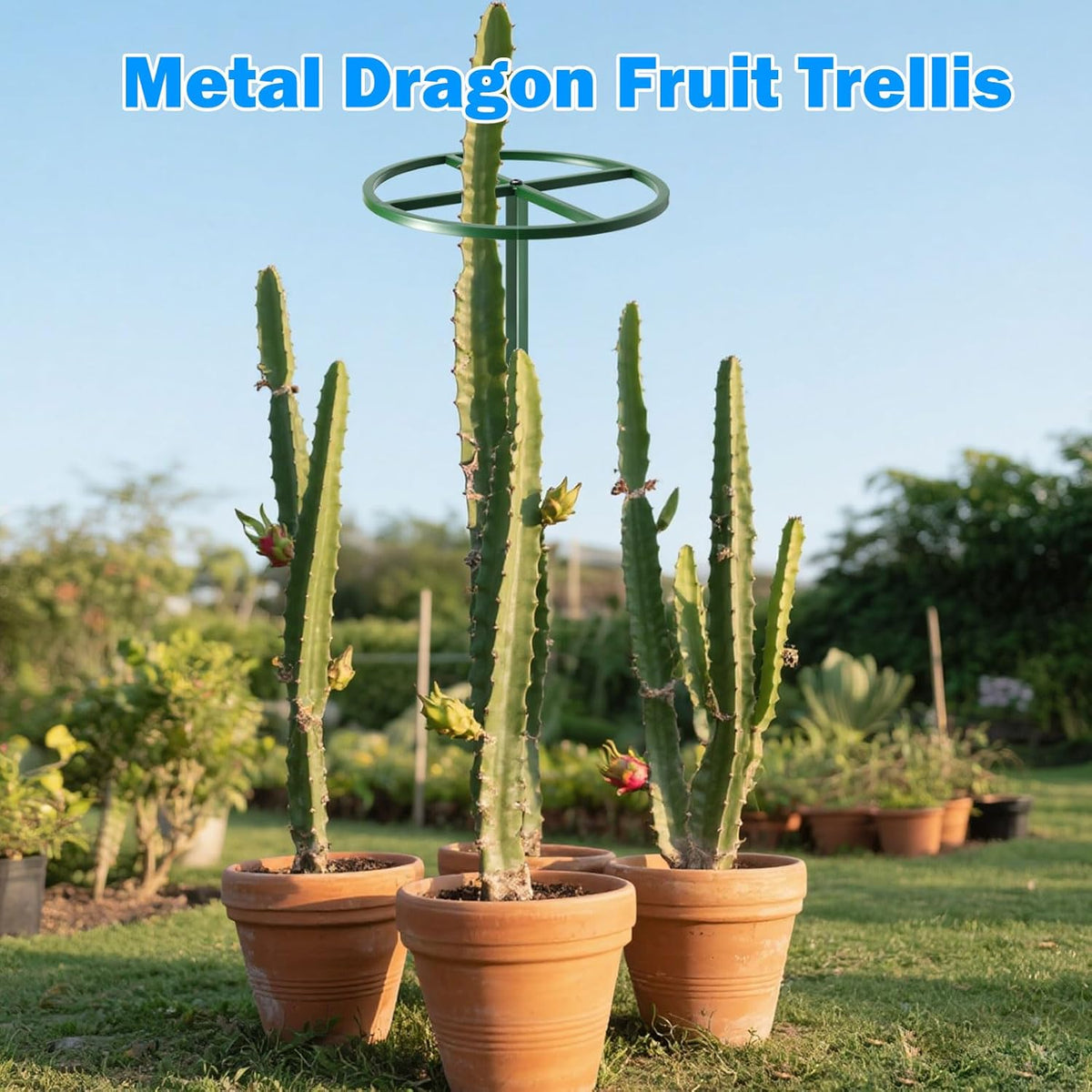 1 Pcs Adjustable Round Dragon Fruit Trellis,Durable Metal Plant Trellis Outdoor Climbing Plants