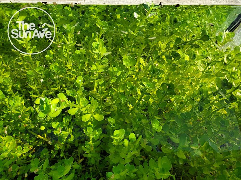 1. Bacopa Monnieri Easy Freshwater Live Aquarium Plant with Roots (7+ Stems)