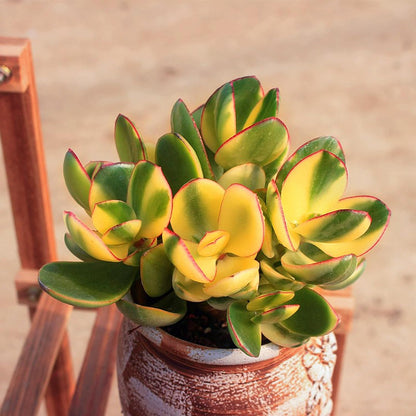 Sprout N Green Golden Jade - Crassula Ovata 'Hummel Sunset', Rare Cute Succulent Plant Fully Rooted