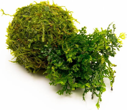SubstrateSource Live Planted Decor - Mini Bolbitis on Clay Moss Ball - Deep Green Fern Leaves