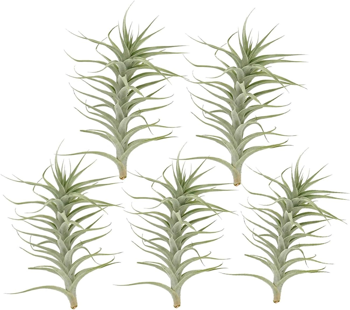 Live Air Plants - Tillandsia Albida 7-12" - 5ct – ragnaroc Live Indoor Plant - Live Arrival