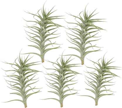 Live Air Plants - Tillandsia Albida 7-12" - 5ct – ragnaroc Live Indoor Plant - Live Arrival