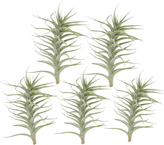 Live Air Plants - Tillandsia Albida 7-12" - 5ct – ragnaroc Live Indoor Plant - Live Arrival