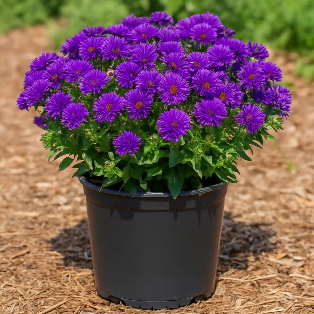 Perennial Farm Aster Novae-Angliae 'Grape Crush' (New England Aster) – Live Perennial in #1