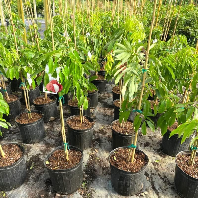 GARDENERA Premium Lychee Potting Soil Mix - Perfect Balance of Nutrients, Drainage, and Aeration