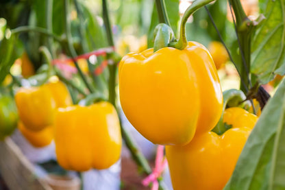 Sweet Bell Pepper Seeds Collection – 4 Colorful Varieties: Big Red, Giant Green, Orange Horizon &