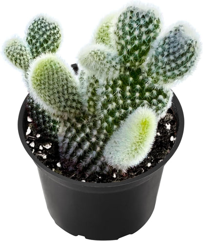 2" Live Succulent 'Bunny Ear Cactus', Rare Succulent Plants Fully Rooted in Pots, Unique House