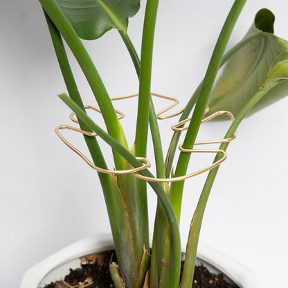 Monstera Stem Support - 5-Piece Durable Plant Support System for Monstera & Turtle Shell Plants