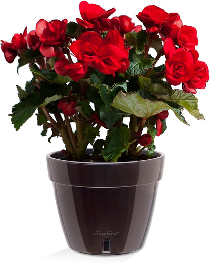 Santino ASTI 7.1 Inch Self Watering Planter Black-Gold/Black for Indoor Plants - Premium Quality