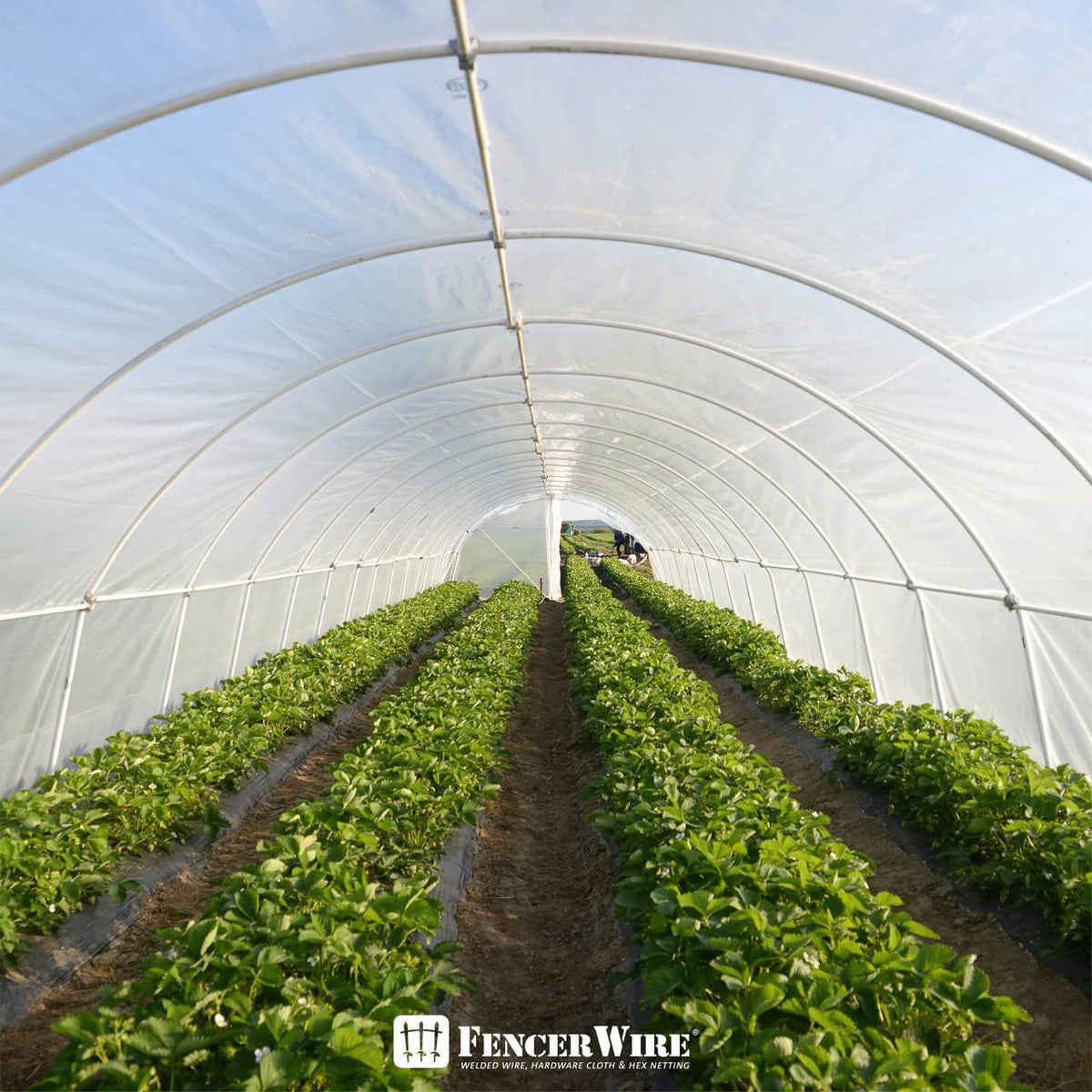 CAPHAUS 6 mil Clear Greenhouse Plastic Sheeting, 4-Year UV Resistant Polyethylene Film, Hoop House