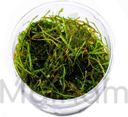 30+ Stems Package Starter Beginner Set Live Aquarium Plants Java Moss, Micro Sword, Rosette Amazon