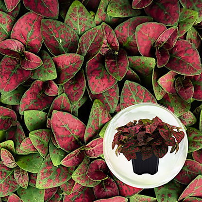 Polka Dot Plant (4-Pack) - Live Houseplants, Small Indoor Plants, Hypoestes Red - Colorful