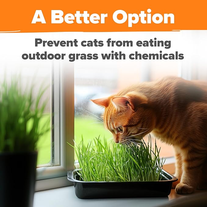 HOME GROWN 𝗨𝗦𝗔 𝗣𝗥𝗘𝗠𝗜𝗨𝗠 1 Pound Cat Grass Seeds for Cat & Kittens Oat & Barley Mix 100%