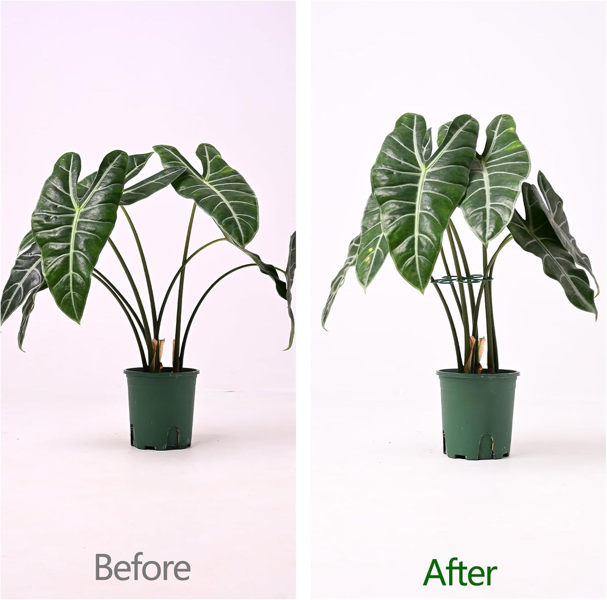 5PCS Monstera Plant Support Hook - 4.1 * 4.4IN, Durable Flexible Stabilizers for Indoor Plants