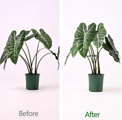 5PCS Monstera Plant Support Hook - 4.1 * 4.4IN, Durable Flexible Stabilizers for Indoor Plants