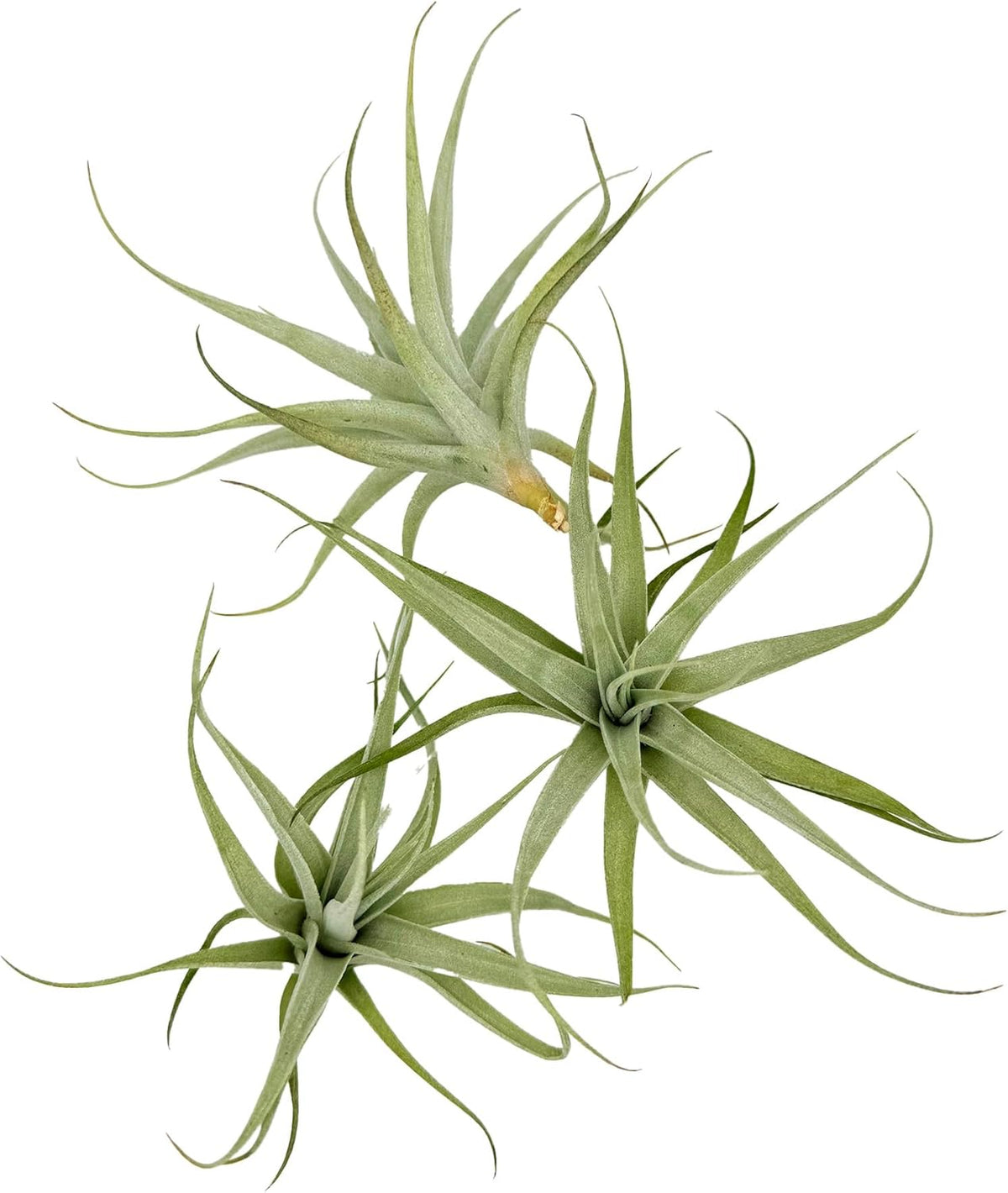 Live Air Plants - Tillandsia Albida 3-5" - 3ct – ragnaroc Live Indoor Plant - Live Arrival