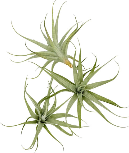 Live Air Plants - Tillandsia Albida 3-5" - 3ct – ragnaroc Live Indoor Plant - Live Arrival