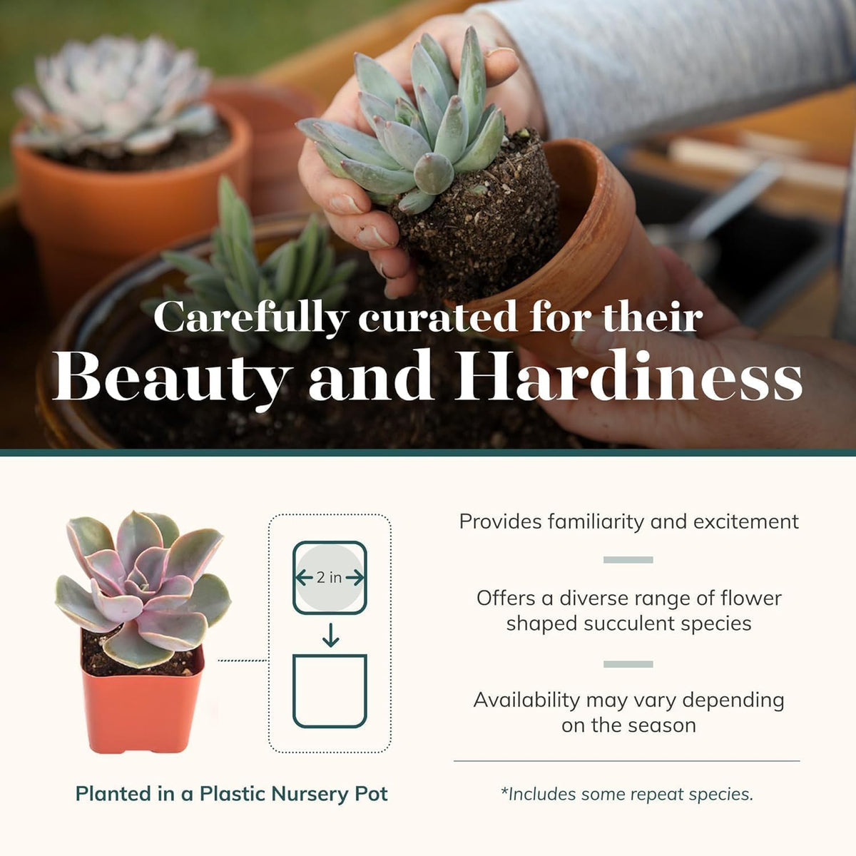 Shop Succulents Rosette Succulent Plant Pack Collection - Live Mini Succulent Plants, Low