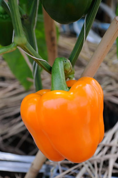 Sweet Bell Pepper Seeds Collection – 4 Colorful Varieties: Big Red, Giant Green, Orange Horizon &