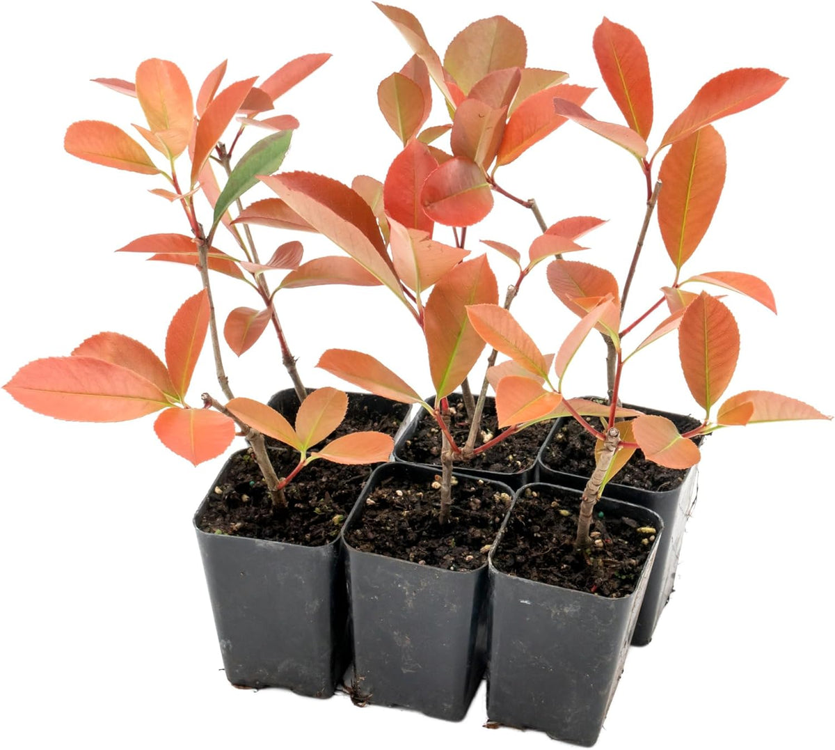 6 Red Tip Photinia, Photinia x Fraseri, Thriving in Extra Deep Nursery Cubes