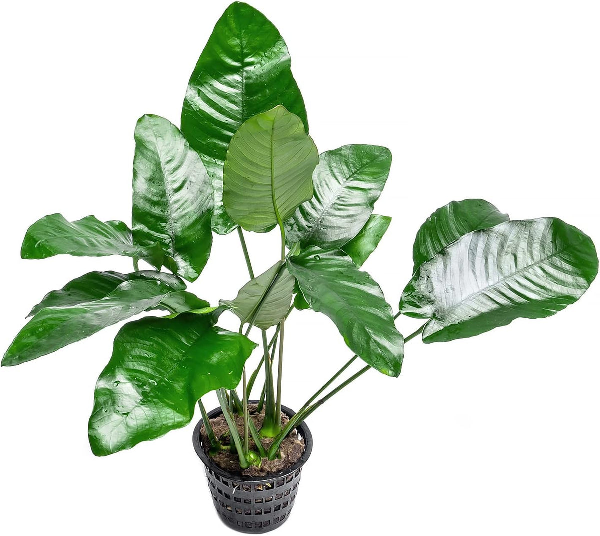 SubstrateSource Anubias Live Aquarium Plants - Potted Freshwater Plant for Fish Tanks, Terrariums