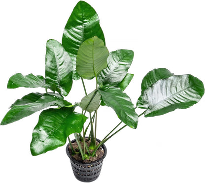 SubstrateSource Anubias Live Aquarium Plants - Potted Freshwater Plant for Fish Tanks, Terrariums