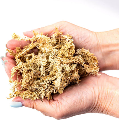 Premium New Zealand Sphagnum Moss by Gardenera - Organic Hand Mixed Long Fibered Sphagnum Moss