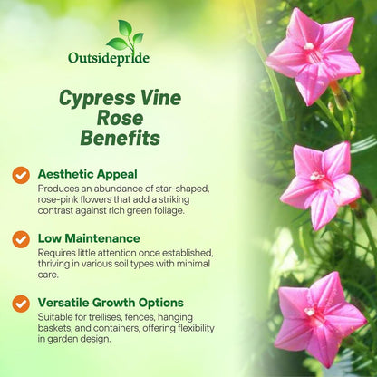 Outsidepride Rose Cypress Vine Seeds - 200 Pcs Annual Flower Seeds with Nectar-Rich, Star-Shaped