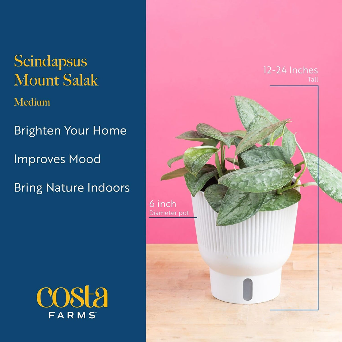 Costa Farms Scindapsus Mount Salak Live Plant in Self Watering Pot, Indoor Houseplant, Perfect for