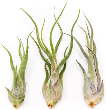 Tillandsia Caput Medusae Air Plants - Live Succulent House Plants - Available in Wholesale and Bulk