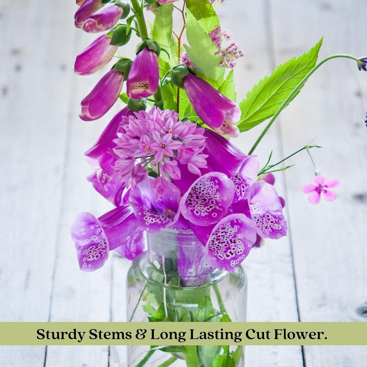 Clovers Garden Foxglove (Digitalis purpurea) Camelot Mix Plants – Two (2) Live Plants – Non-GMO