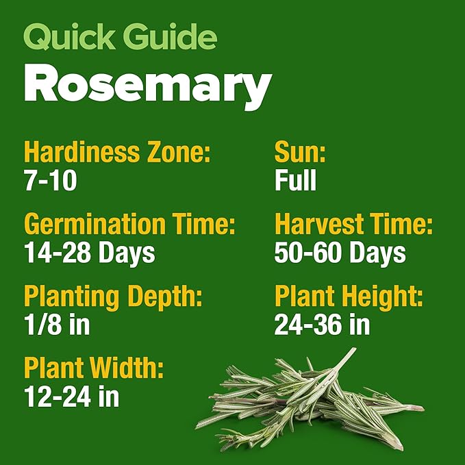 HOME GROWN 𝗨𝗦𝗔 𝗣𝗥𝗘𝗠𝗜𝗨𝗠 Rosemary Seeds Pack - 150 High Germinating 𝗡𝗢𝗡-𝗚𝗠𝗢 Heirloom