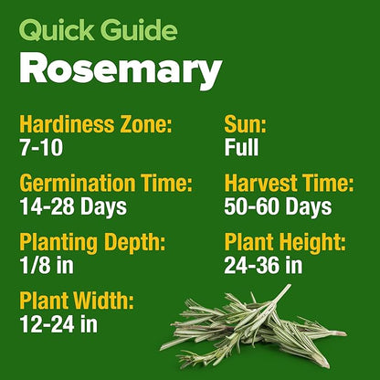 HOME GROWN 𝗨𝗦𝗔 𝗣𝗥𝗘𝗠𝗜𝗨𝗠 Rosemary Seeds Pack - 150 High Germinating 𝗡𝗢𝗡-𝗚𝗠𝗢 Heirloom