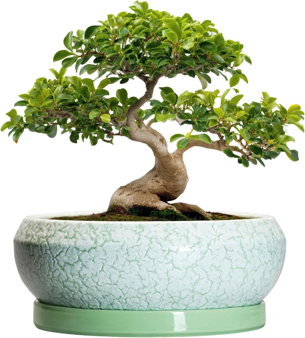 Bonsai Pots - 13 Inch Ceramic Succulent Pots for Indoor Outdoor, Large Shallow Planter with